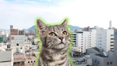 Fukuyama, la ciudad de Japón que está alerta por un "gato radiactivo"