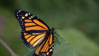 Disminuye la migración de mariposas monarca
