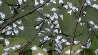 Alas de agua: Las mariposas que transformaron una región de Chiapas