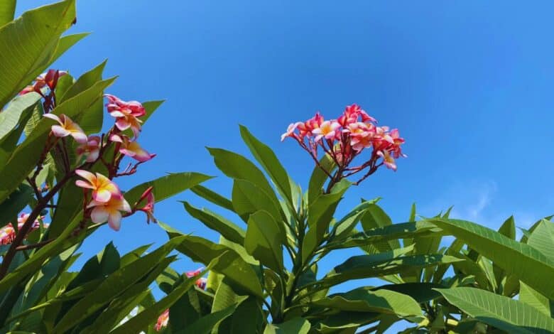 Flor de Mayo Patrimonio Cultural de Tuxtla Gutiérrez