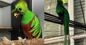 Quetzal hallado en CDMX regresa a Chiapas