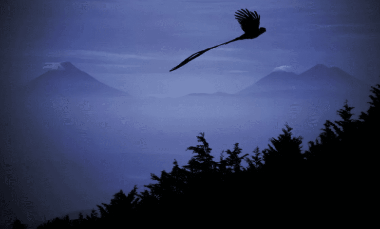 Captan a hermoso Quetzal volando por los cielos de Chiapas - El Momento ...