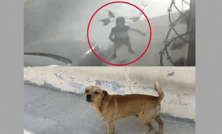 Video: Niño y su perro se salvan de ser aplastados por un volteo en Chiapas