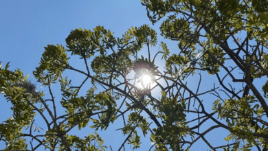 Identifican tres regiones de 'riesgo extremo' por altas temperaturas