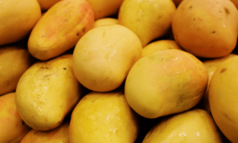 Preparan el segundo Festival del Mango Ataulfo en Tapachula
