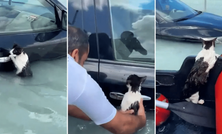Rescatan a gato que se aferró a un auto tras inundaciones en Dubai
