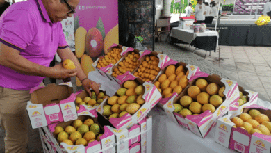 Se realiza el segundo Festival del Mango Ataulfo
