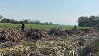 Viven del "oro blanco" en Chiapas