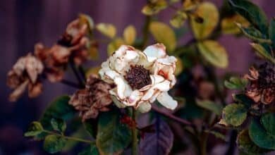 Altas temperaturas provocan pérdidas en el negocio de las flores