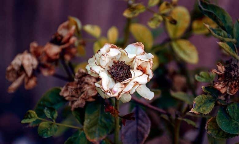 Altas temperaturas provocan pérdidas en el negocio de las flores