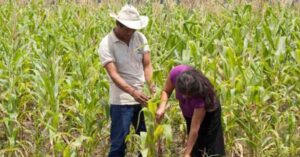 Dejaran de sembrar maíz en Chiapas debido al cambio climático