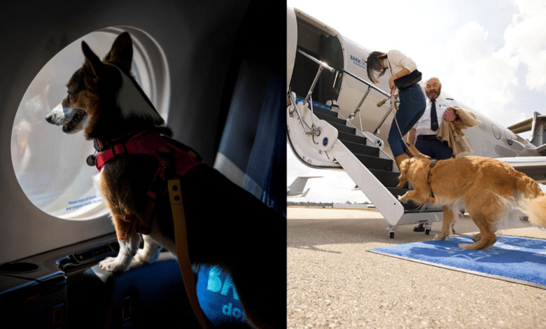 Bark Air, la aerolínea exclusiva para perritos ya es una realidad ¿Cuánto costarán los viajes?