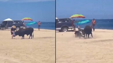 Toro embiste a una mujer en playa de Los Cabos