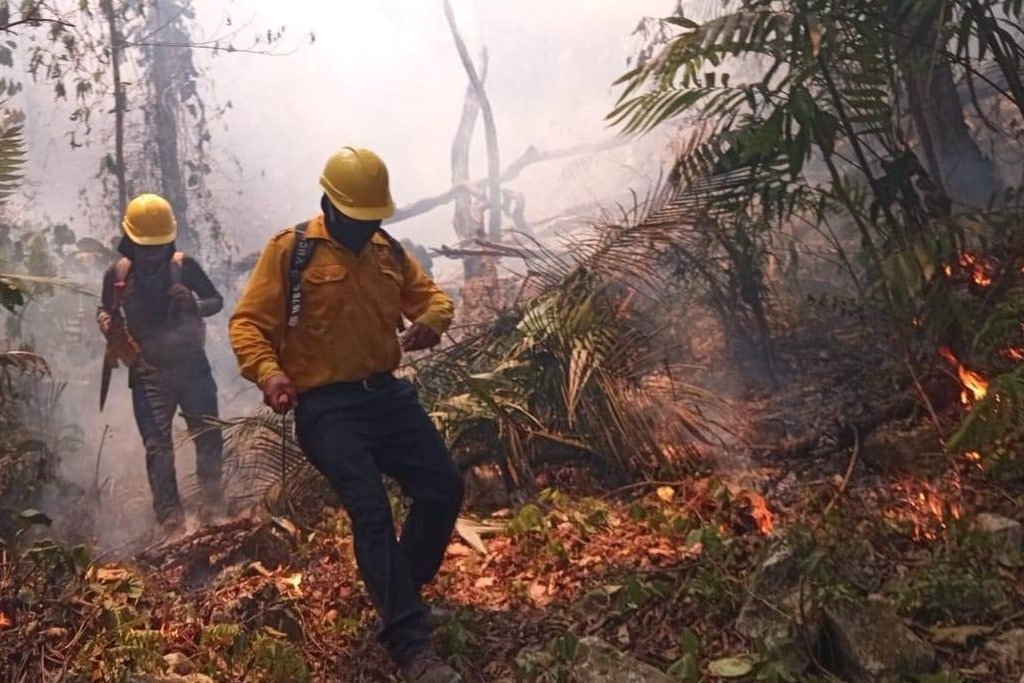 Combaten incendio forestal en área natural protegida de Sinaloa – El ...
