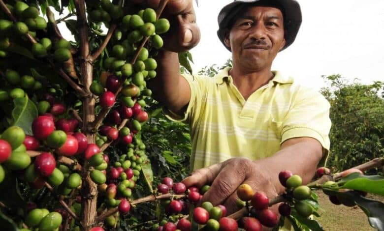 Sequía pone en riesgo 90% cosecha de café