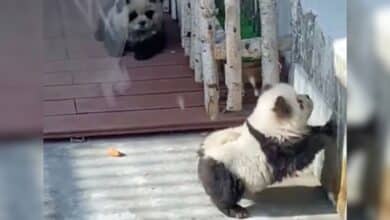 Video: Pintan perritos para hacerlos pasar por pandas en China