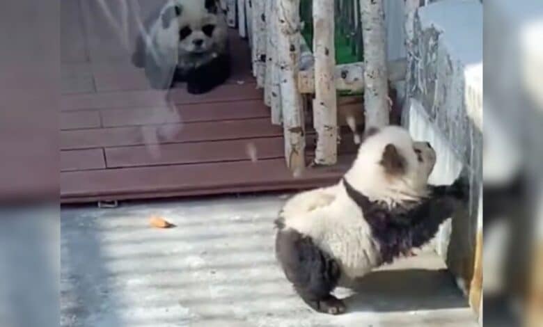 Video: Pintan perritos para hacerlos pasar por pandas en China