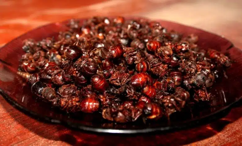 Sabor único de México: La hormiga Nucú, una joya culinaria de Chiapas
