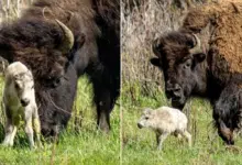 Nace un búfalo blanco en Yellowstone y cumple una profecía indígena