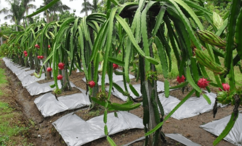 Se busca incrementar cultivos de pitahaya en Villacorzo