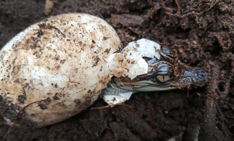 Nacen en Camboya 60 crías de cocodrilos siameses, especie casi extinta