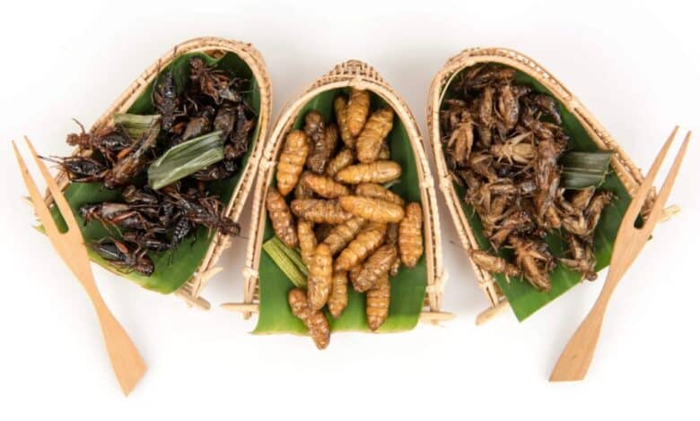 Los insectos comestibles en México: Tradición, nutrición y sostenibilidad en cada bocado