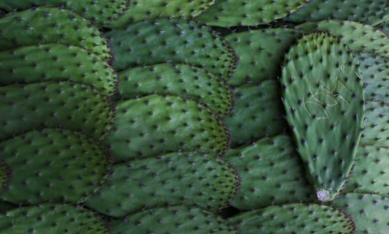 Nopal: Indiscutiblemente Mexicano