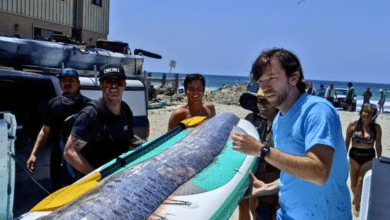 El mítico pez remo, asociado con desastres, es hallado en la costa de San Diego FOTO