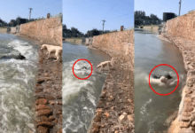 VIDEO: Perrito se lanza al agua para salvar a su amigo lomito