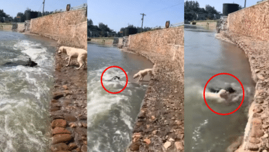 VIDEO: Perrito se lanza al agua para salvar a su amigo lomito