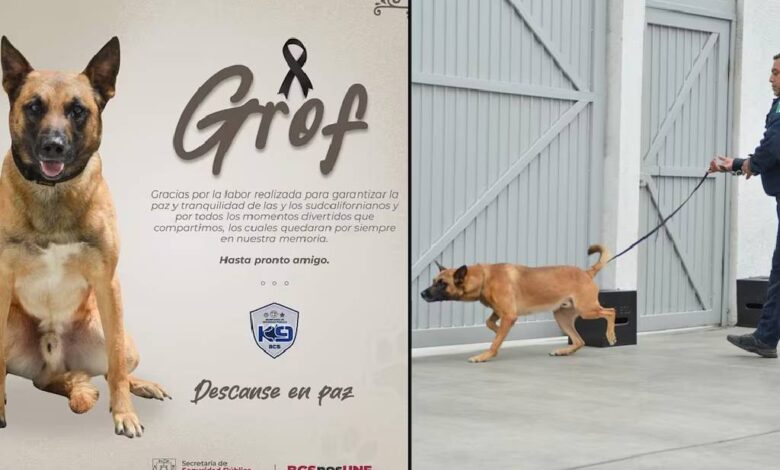 Hallan muerto a perro especializado en detección de narcóticos