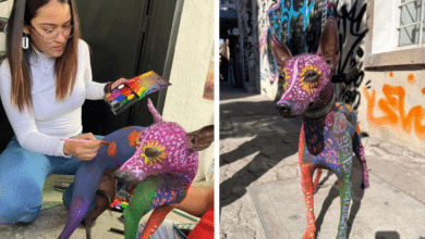 Transforma a su perrita xoloitzcuintle en obra de arte para el Día de Muertos