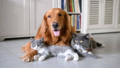 Las razas de perros que se llevan mejor con los gatos