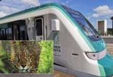 Tren Maya alista monitoreo de pasos de fauna