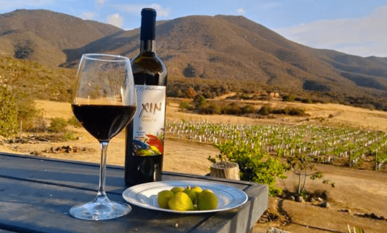 El Valle de Guadalupe El corazón del vino mexicano que conquista el mundo