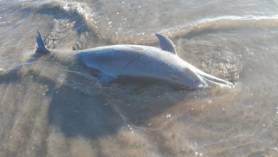 Encuentran delfín sin vida en playas de Chiapas