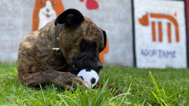 Conoce a Cuco, unos de los 55 perros en adopción del Metro