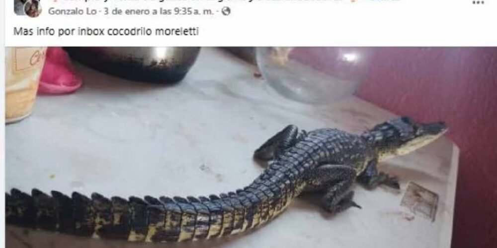 Denuncian tráfico de cocodrilos en redes sociales