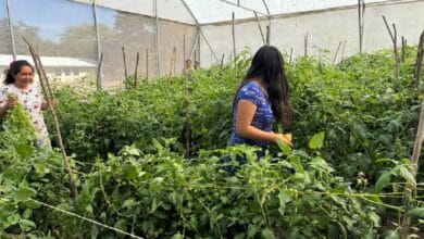 Educación y agricultura: el Cecytech impulsa producción sostenible