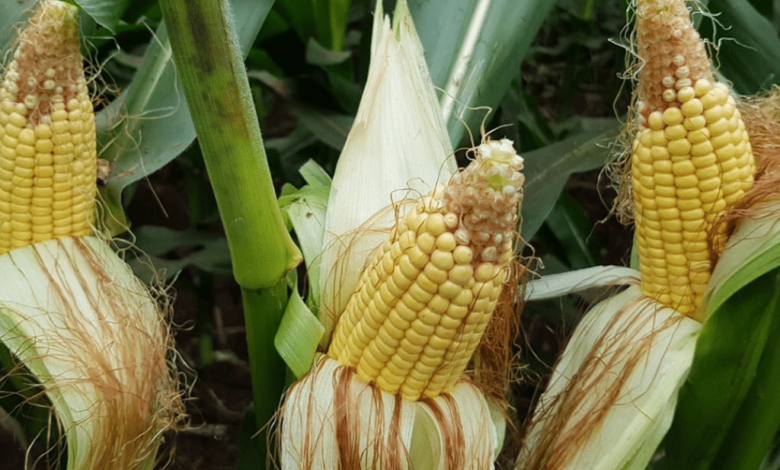 El maíz alcanza máximos en Chicago tras preocupaciones por clima en Argentina y ajustes del USDA