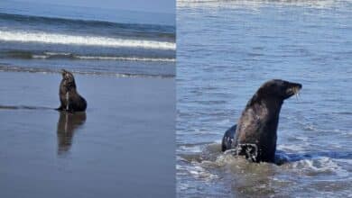 Avistamiento de lobo marino en playas de Chiapas