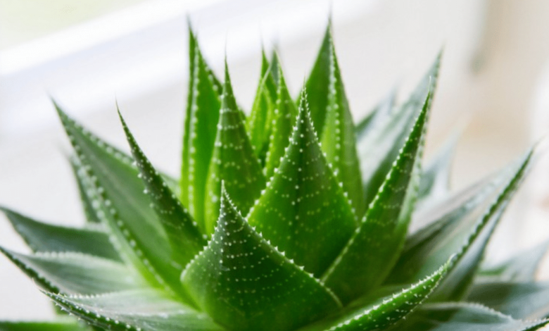 Aloe vera para quemaduras del sol: cómo usarlo de forma segura