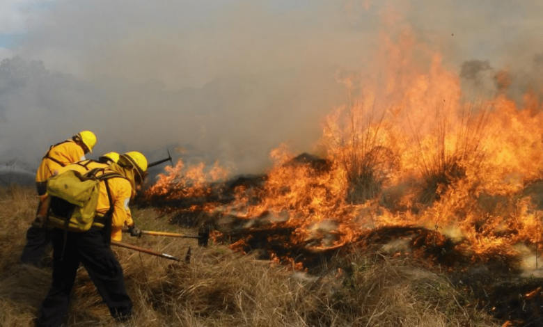 Personal de protección civil controlando un incendio forestal