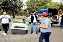 Ayuntamiento de Tuxtla y asociaciones protectoras de animales se unen para atender a caninos de Caña Hueca