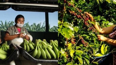 Chiapas ocupó el primer lugar en producción de café con 684 mil 402 toneladas