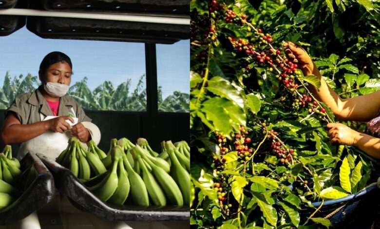 Chiapas ocupó el primer lugar en producción de café con 684 mil 402 toneladas