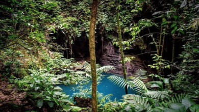 Paraíso Jaguar_ Centro Ecoturístico para Explorar un Cenote en Oaxaca