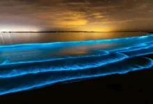 Playas bioluminiscentes, ¡descubre dónde verlas brillar!