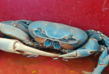 El cangrejo azul_ joya natural de las costas de Veracruz y Tabasco