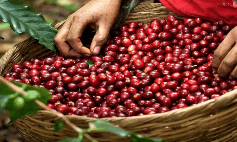 Café Chiapas tradición, calidad y Denominación de Origen que enorgullece a México